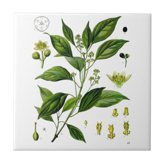 Azulejo De Cerámica Camphor (Frente)