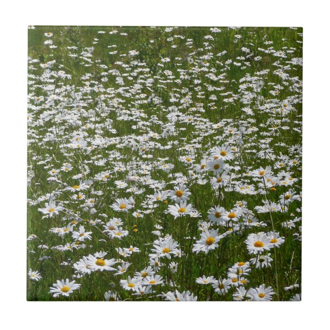 Azulejo De Cerámica Campo de flores silvestres de Daisies Alaskan (Frente)