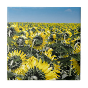 Azulejo De Cerámica Campo de girasoles