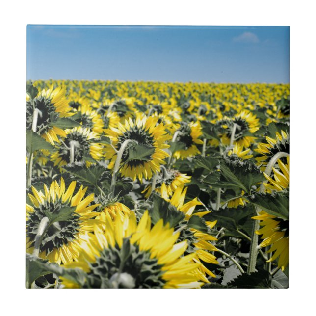 Azulejo De Cerámica Campo de girasoles (Frente)