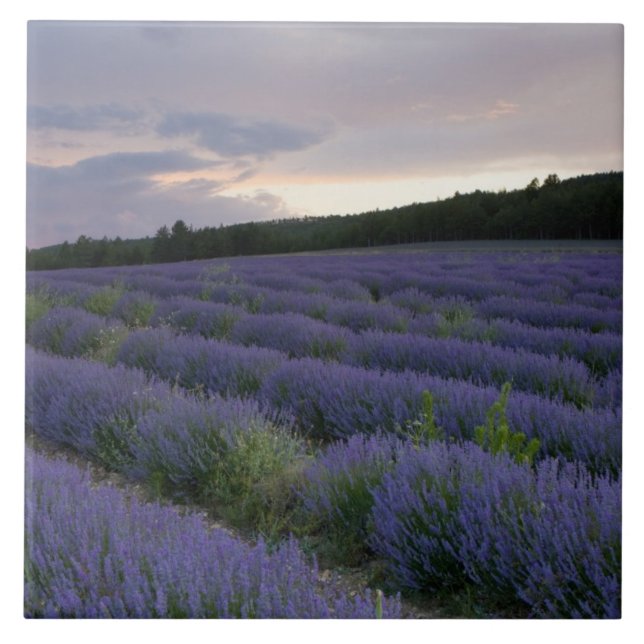 Azulejo De Cerámica Campo de la lavanda en la puesta del sol (Frente)