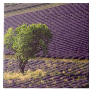 Azulejo De Cerámica Campo de lavanda en Alta Provenza, Francia