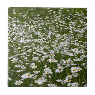 Azulejo De Cerámica Campo de Margaritas Flores Silvestres de Alaska