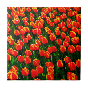 Azulejo De Cerámica Campo de tulipanes Naranjas brillantes - Arte acua