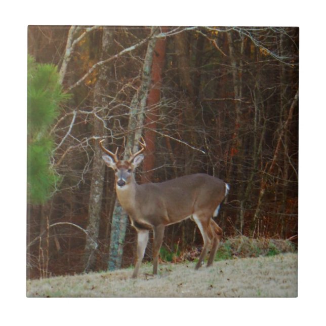 Azulejo De Cerámica Camuflaje Stag / Buck Deer Oak (Frente)