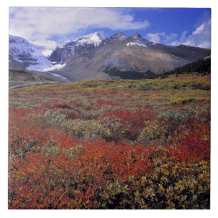 Azulejo De Cerámica Canadá, Alberta, Banff NP. Los arándanos proporcio