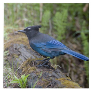 Azulejo De Cerámica Canadá: British Columbia, Yoho NP, Stellar jay,