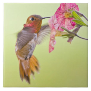 Azulejo De Cerámica Canadá, Columbia Británica, Colibrí Rufo