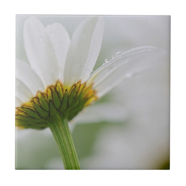 Azulejo De Cerámica Canadá, Nueva Brunswick, (Frente)