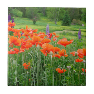 Azulejo De Cerámica Canadá, Nueva Brunswick, . Paisaje