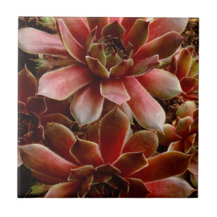 Azulejo De Cerámica Canadá, . Planta suculenta