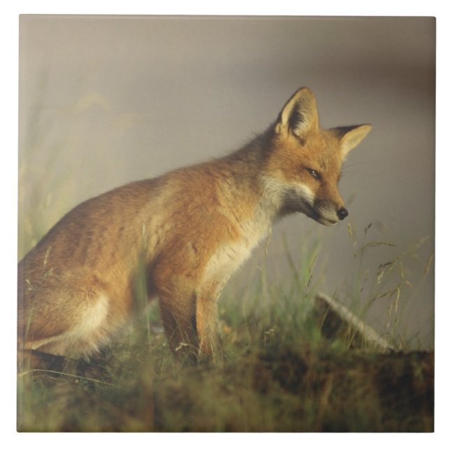 Azulejo De Cerámica Canadá, Quebec. Pato de zorro rojo al amanecer (Frente)