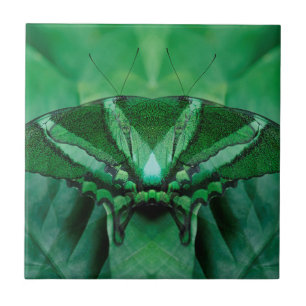 Azulejo De Cerámica Canadá, Victoria, Victoria Butterfly Gardens