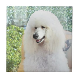Azulejo De Cerámica Caniche estándar blanco