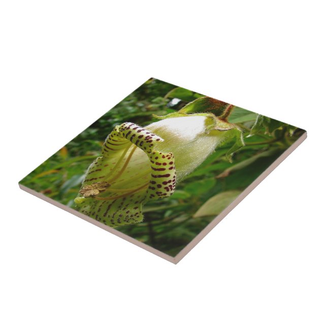 Azulejo De Cerámica Capanea Grandiflora (Lado)