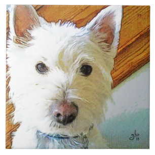 Azulejo De Cerámica Cara del perro de Westie, mirándole