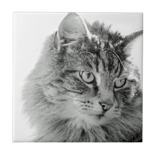 Azulejo De Cerámica Cara mullida linda del gato