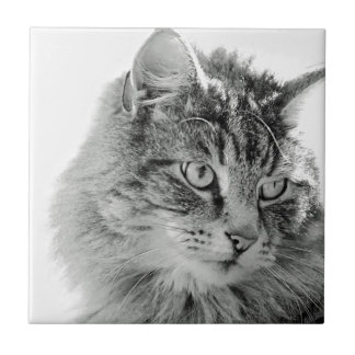 Azulejo De Cerámica Cara mullida linda del gato