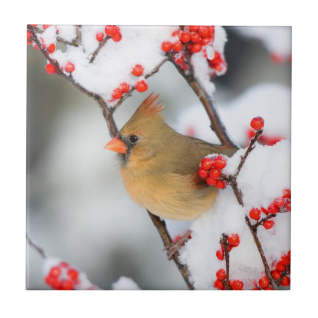 Azulejo De Cerámica Cardenal del Norte hembra en invierno común (Frente)