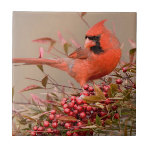 Azulejo De Cerámica Cardenal norteño en Bambú celestial Nandina