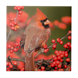 Azulejo De Cerámica Cardenal Norteño en Winterberry Común