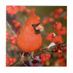 Azulejo De Cerámica Cardenal Norteño en Winterberry Común