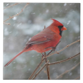 Azulejo De Cerámica Cardenal rojo