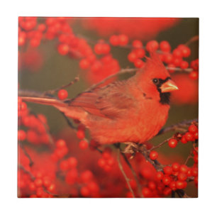 Azulejo De Cerámica Cardenal rojo del norte macho, IL