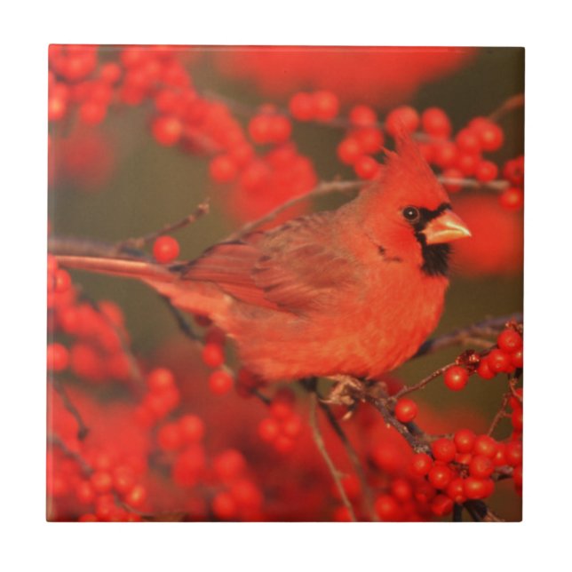 Azulejo De Cerámica Cardenal rojo del norte macho, IL (Frente)