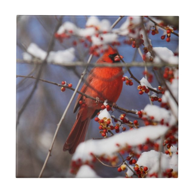 Azulejo De Cerámica Cardenal septentrional (Frente)
