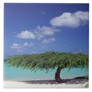 Azulejo De Cerámica Caribe, Aruba. Playa Eagle