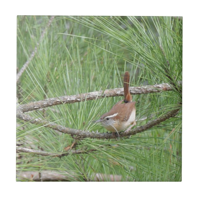 Azulejo De Cerámica Carolina Wren en un árbol de pino (Frente)