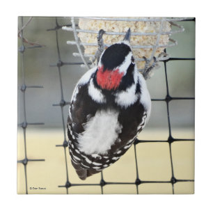 Azulejo De Cerámica Carpintero Cabecipardo B53
