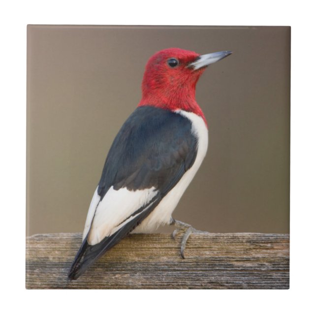 Azulejo De Cerámica Carpintero de cabeza roja en cerca (Frente)