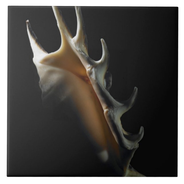 Azulejo De Cerámica Cáscara de la concha (Frente)