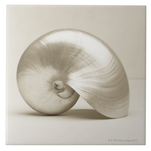 Azulejo De Cerámica Cáscara Pearlised del mar del nautilus (Frente)
