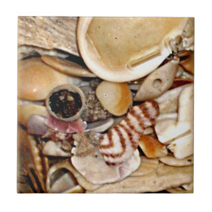 Azulejo De Cerámica Cáscaras del mar de Océano Atlántico