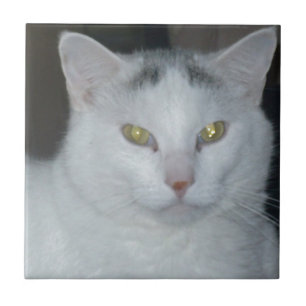 Azulejo De Cerámica Cat Thoughts White Cat
