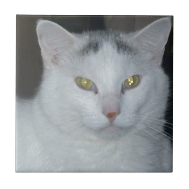 Azulejo De Cerámica Cat Thoughts White Cat (Frente)