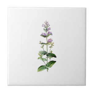 Azulejo De Cerámica CATMINT, catnip, catnip-branch, hierba, planta, pú