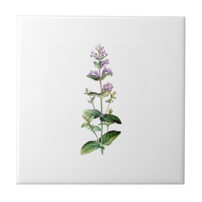 Azulejo De Cerámica CATMINT, catnip, catnip-branch, hierba, planta, pú (Frente)
