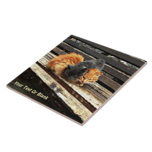 Azulejo De Cerámica Catnap Cuties