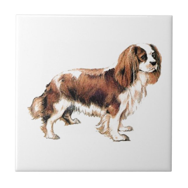 Azulejo De Cerámica Cavalier King Charles Spaniel (Frente)