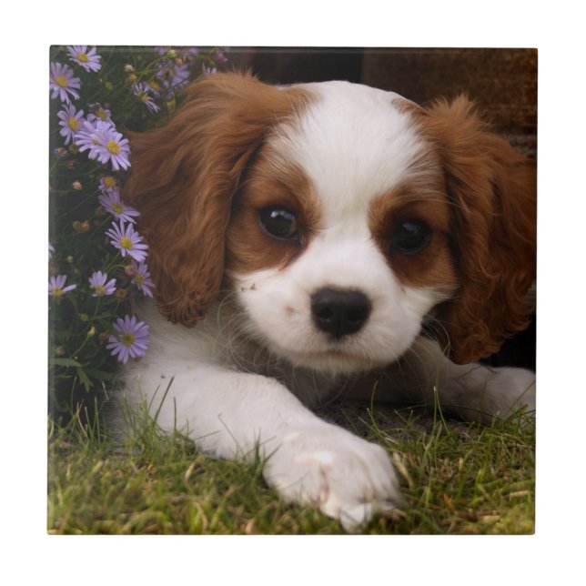 Azulejo De Cerámica Cavalier King Charles Spaniel Cuppy detrás de las  (Frente)