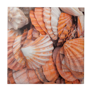 Azulejo De Cerámica Cayos de Florida, Key West, conchas marinas