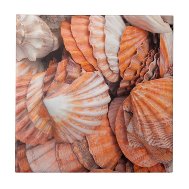 Azulejo De Cerámica Cayos de Florida, Key West, conchas marinas (Frente)