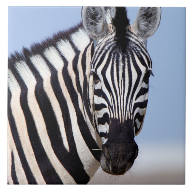 Azulejo De Cerámica Cebra mirándote (Frente)