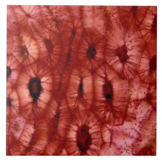 Azulejo De Cerámica Células de Sclerenchyma de un hoyo de la cereza (Frente)