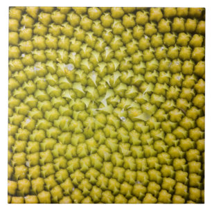 Azulejo De Cerámica Centro de Girasol gigante (Helianthus annuus)