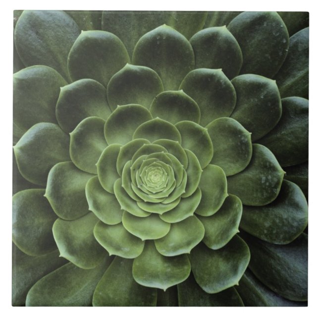 Azulejo De Cerámica Centro del cactus (Frente)